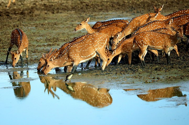 13-Day Sri Lanka Wildlife Adventure by Aaliya Tours - Photo 1 of 16